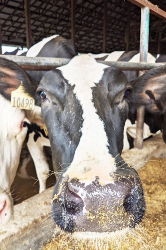 cow with its nose almost touching the camera
