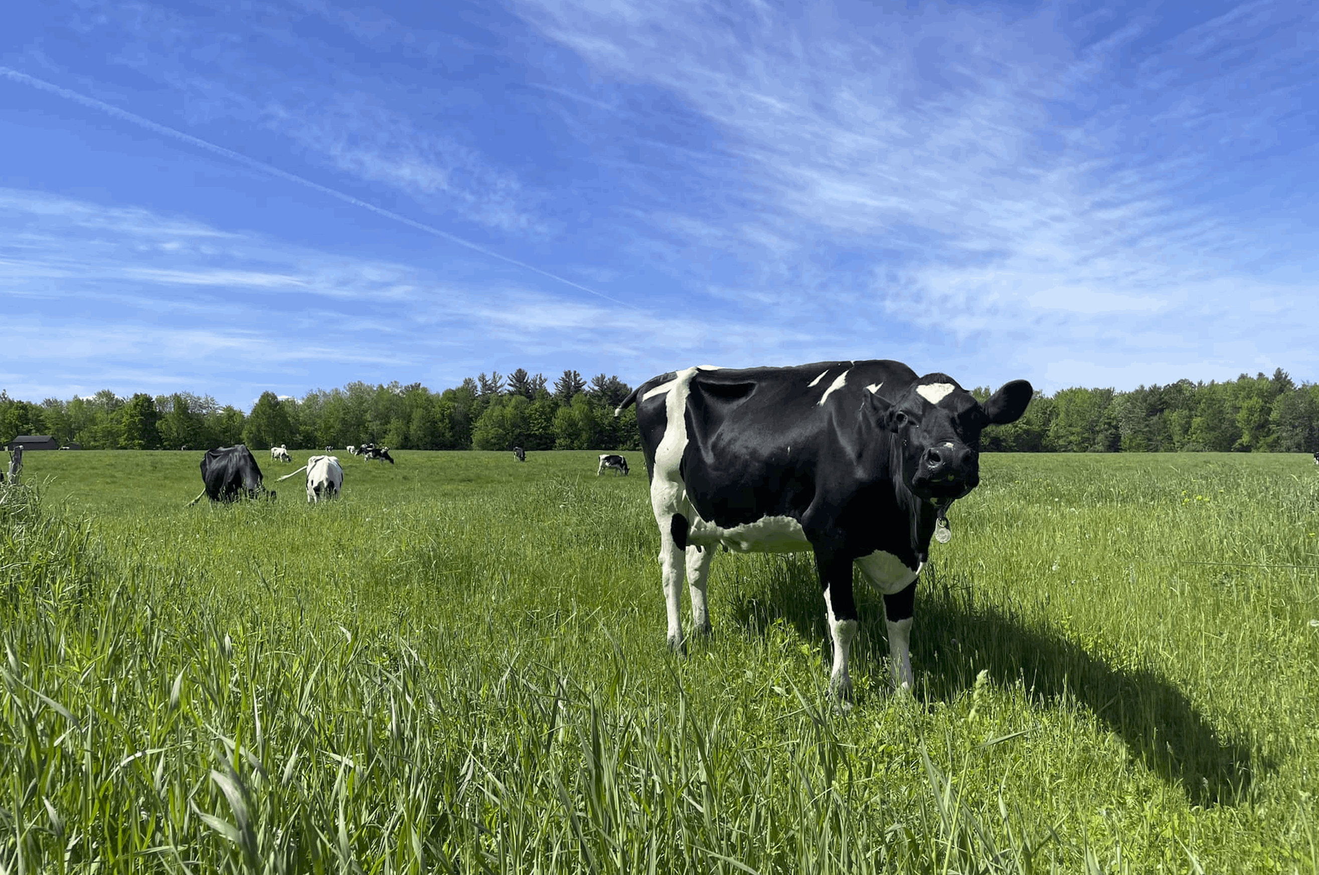 cow in a field under a blue sky