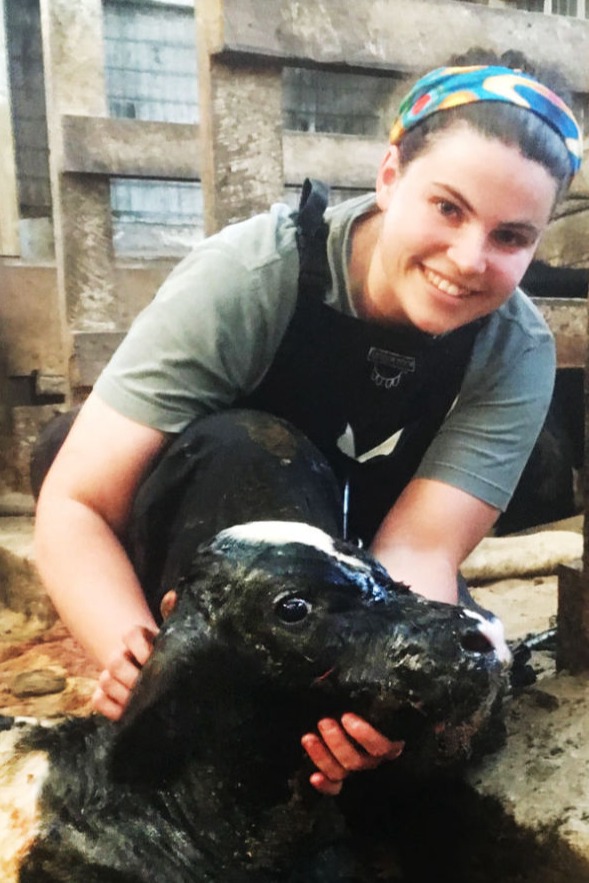 vet with newborn calf