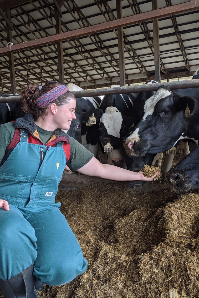 vet feeding cows hay