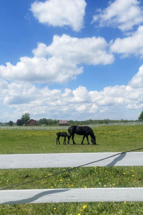 baby horse and mother horse in a field under a blue sky