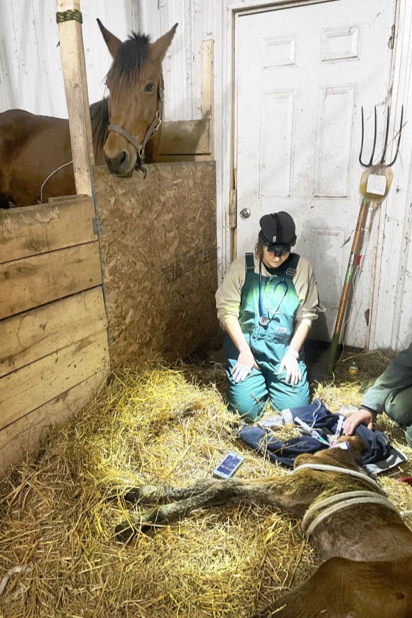 vet providing services to a newborn horse