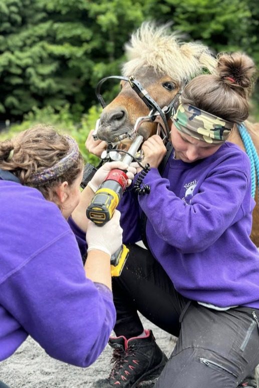 vets providing services to a pony