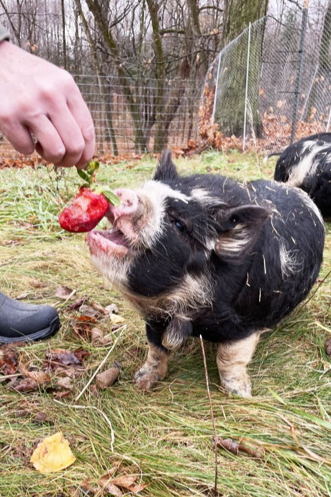 a pig eating a strawberry