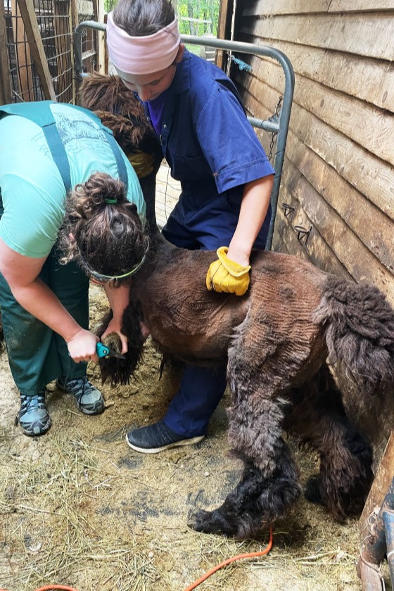 two vets servicing an alpaca's hoof