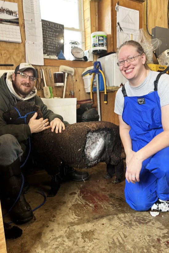 vet providing services to a sheep next to a farmer