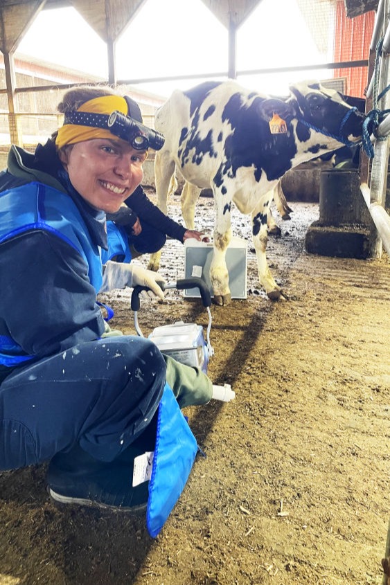 vet providing services to a cow