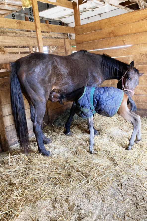 baby horse suckling from its mother in a barn