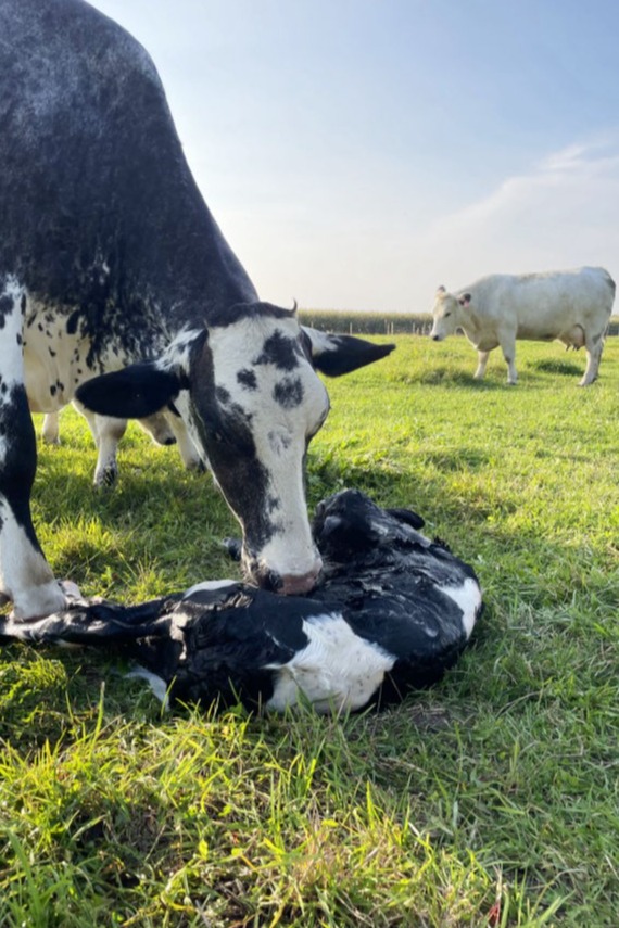 a mother cow and a newborn baby cow in a field