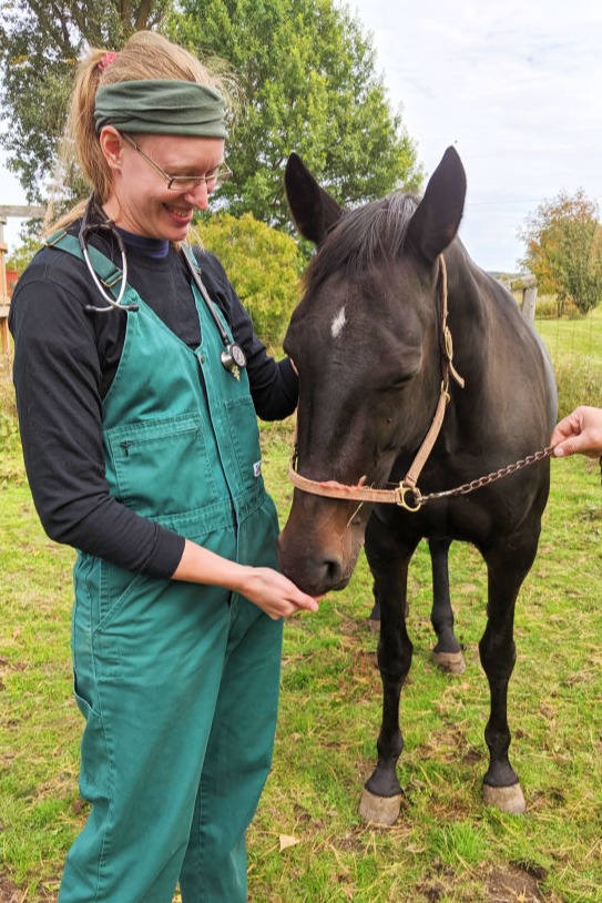 vet giving a horse a treat
