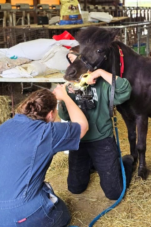two vets providing services to a horse