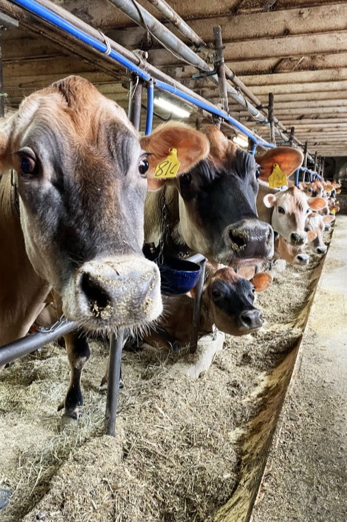 line of cows in a barn