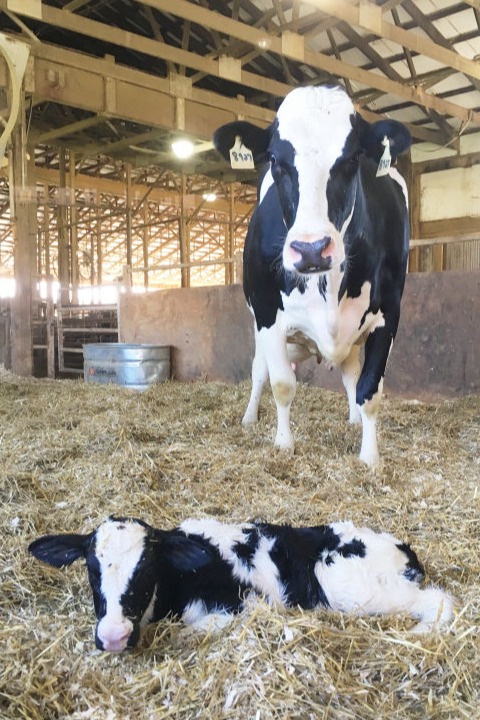 a baby cow lying in hay in front of a mother cow