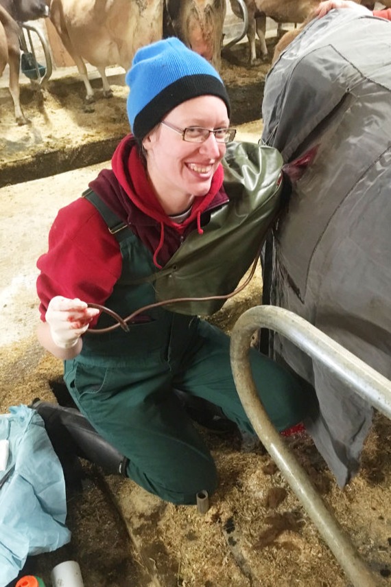vet providing services to a cow