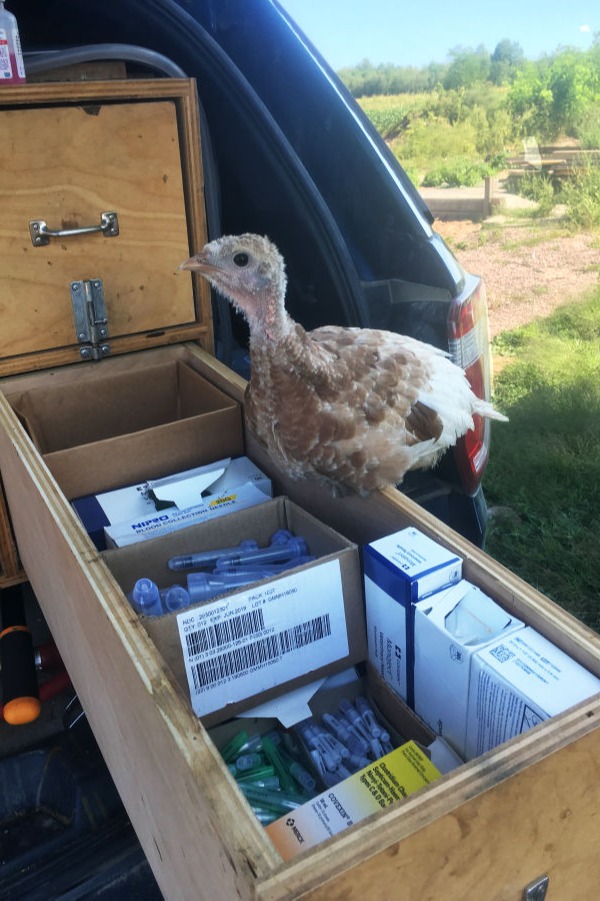 young chicken sitting on a box of medicine in the back of a truck